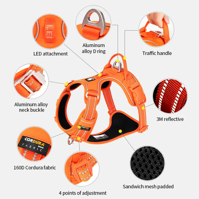 Close-up of harness stitching and metal buckle – safety and strength features
