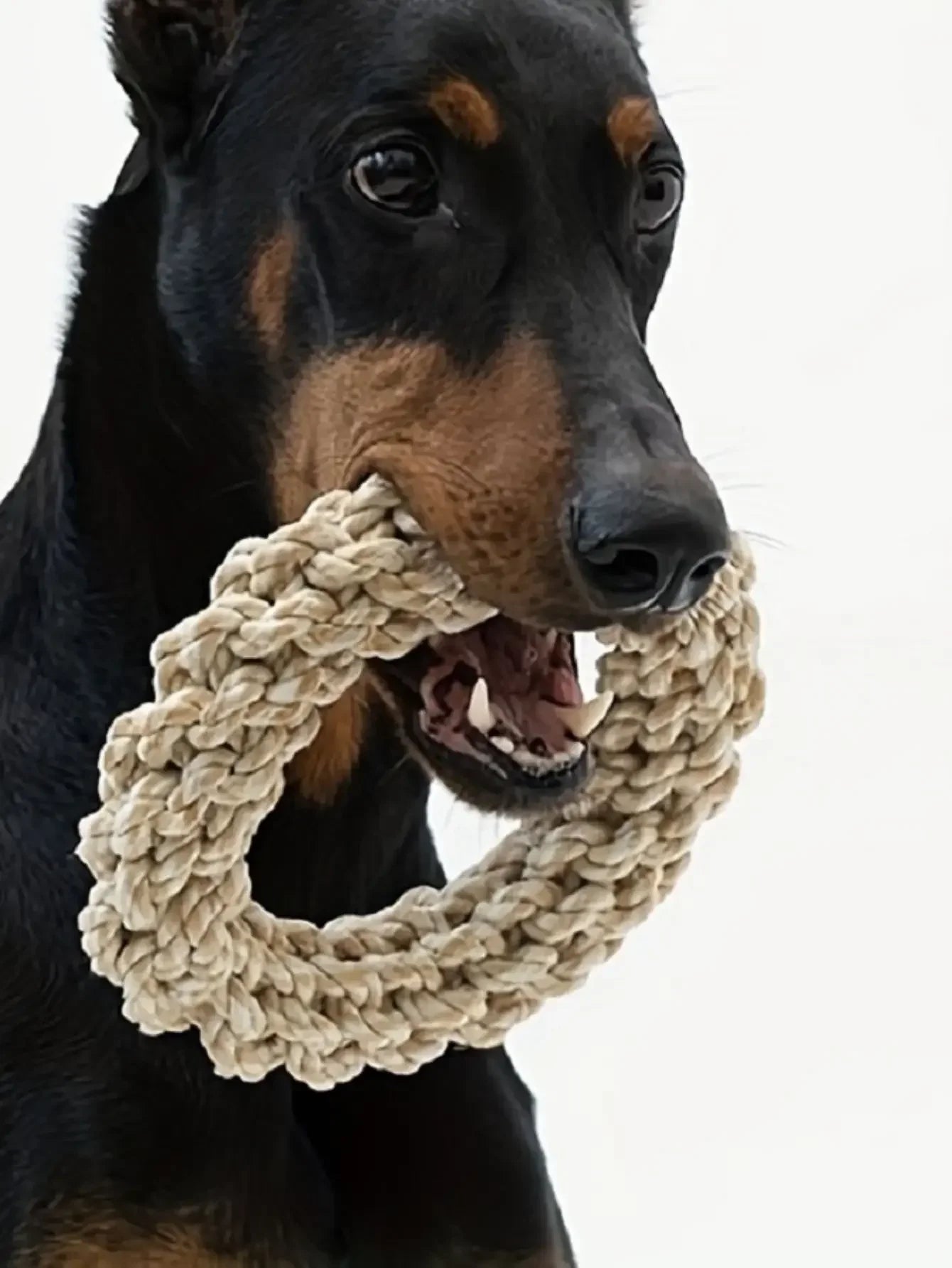 Dog with biodegradable rope chew ring toy